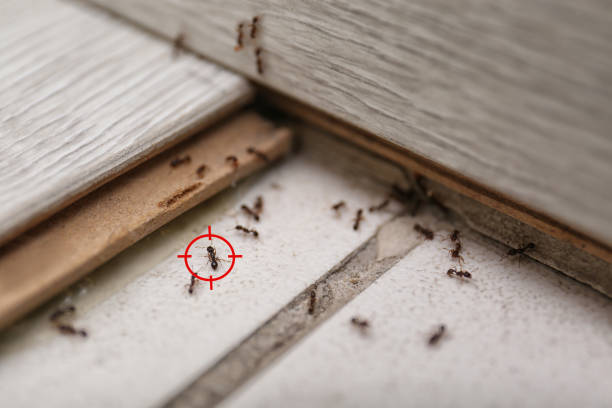Best Mosquito Control Services  in West Richland, WA