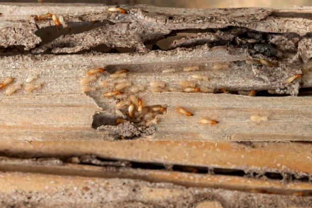 Best Cockroach Control Services  in West Richland, WA