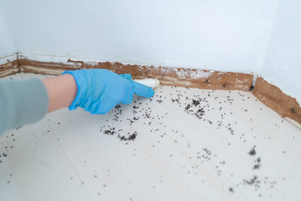 Best Affordable Pest Control Services  in West Richland, WA